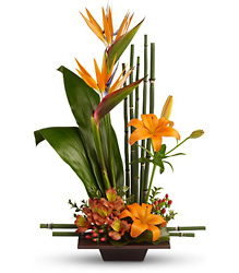 Teleflora's Exotic Grace from Arjuna Florist in Brockport, NY